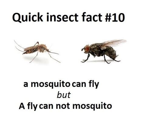 Quick Insect Fact 10 Rmemes