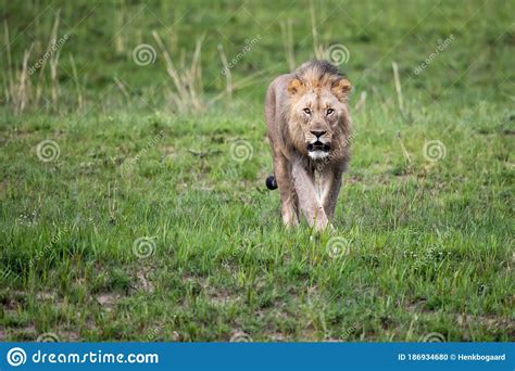 Male Lion Coming Downhill In A Game Reserve Stock Photo Image Of