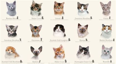 Razas De Gato Características Y Morfología Curiosfera Animales
