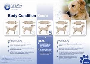 What Is Your Dog S Resting Energy Requirements Urban Vet Care