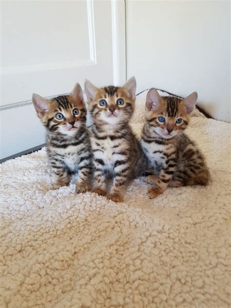 We also have shipped our bengal kittens to all over the united states. Brown Rosetted Bengal Kittens! Now Reserved | Kettering ...
