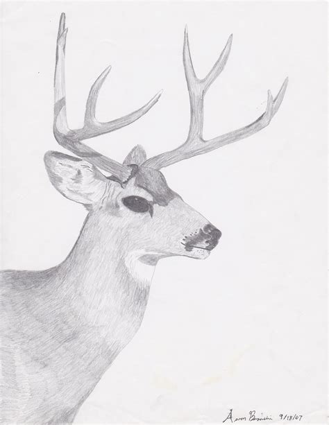 Mule Deer Drawing 2 By Zoltack429 On Deviantart