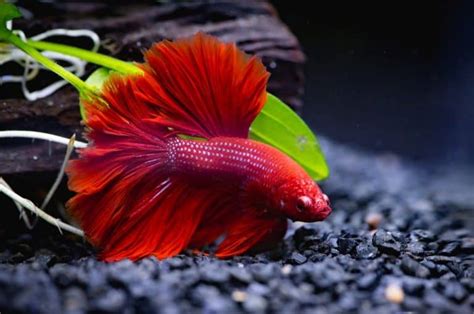 Fishes That Can Live With Bettas In Small Tank Fish Tank Master