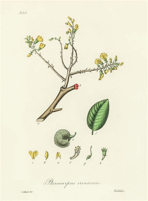 Barwood Vintage Botanical Illustration Digital Art By Bellavista