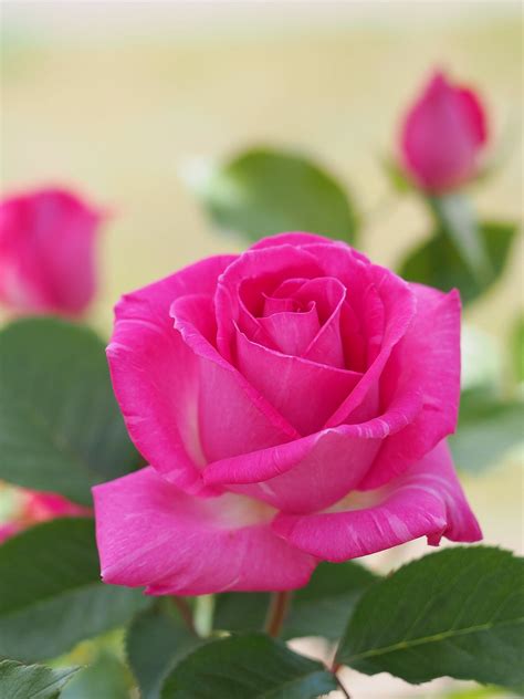 Rose Crowd Pleaser バラ クラウド プリーザー Beautiful Rose Flowers Hybrid