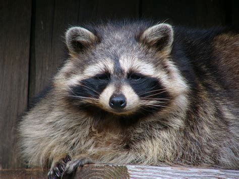 All You Wanted To Know About Baylisascaristhe Raccoon Roundworm