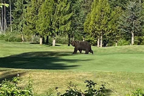 Cos Responds To Reports Of Grizzly On Nicklaus North Golf Course