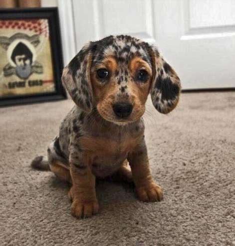 Mini dachshund puppies for sale: Silver dapple dachshund puppy, beyond adorable | Leopard ...