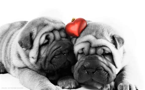 Love Romantic Animals Dogs Cute Pets Heart Hd Widescreen Wallpaper