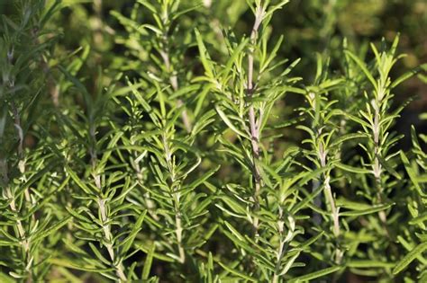 How To Propagate Rosemary From Cuttings Herb Garden Outdoor Garden