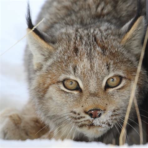 I Had Some Intense Eye Contact With This Canada Lynx Yesterday In