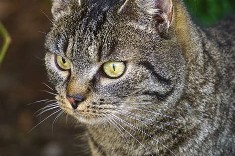 Home [antistaticcat.com]