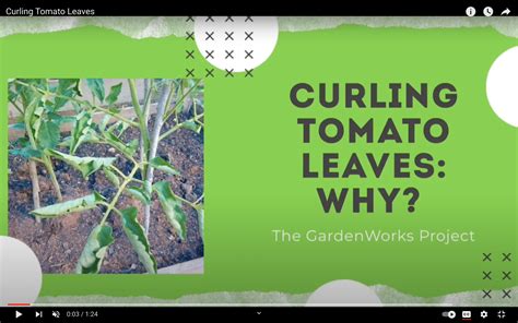 Curling Tomato Leaves Gardenworks Project