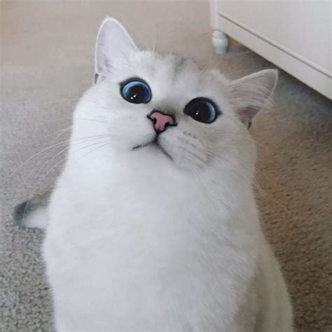 Adorable White Cat With Blue Eyes Top13