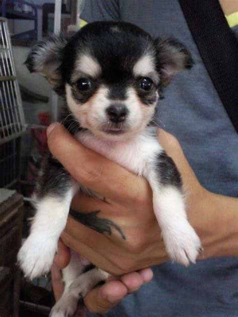 Long Hair Chihuahua Puppy For Sale Dog Kennel