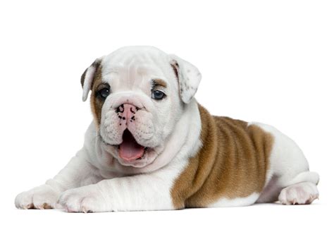 The dog became a symbol of great britain and became especially popular during world war ii when americans noticed the breed's resemblance to winston churchill. Florida English Bulldog Puppies For Sale From Top Breeders