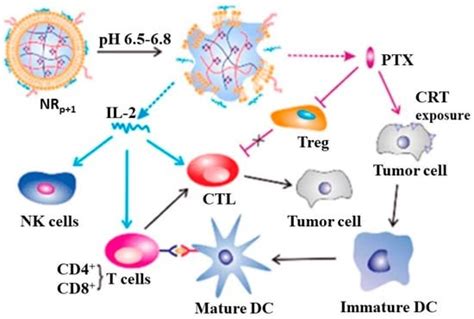 Cyclodextrins In Cancer Immunotherapy Encyclopedia Mdpi