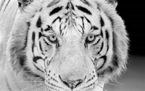 White Siberian Tiger Stock Photos Pictures And Royalty Free Images Istock