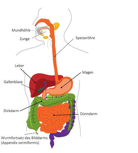 Schema Der Verdauungsorgane Zum Beschriften