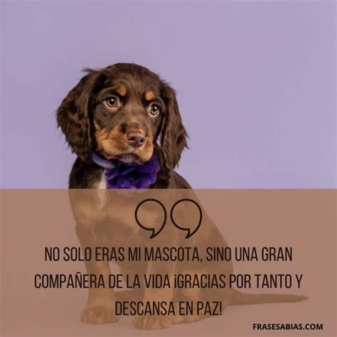 Frases De Despedida Para Dedicar A Un Perro Fallecido