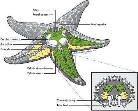 Sea Star Dissection Label