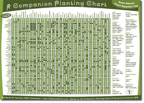 Companion Planting Guide Local Harvest