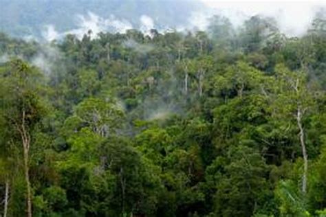 Tambang Dan Kebun Punahkan Mata Pencaharian Warga Adat Kalimantan