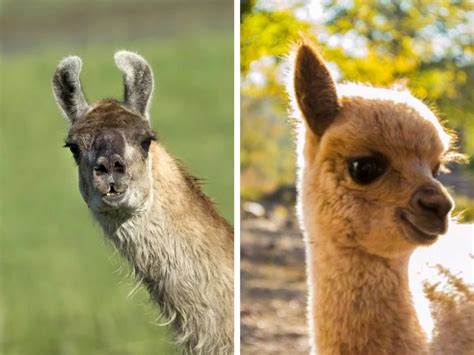 What's the Difference Between a Llama and an Alpaca? in ... There are times when the word cute is used for kids or babies because they are the word pretty is normally used when someone is physically attractive on the outside.