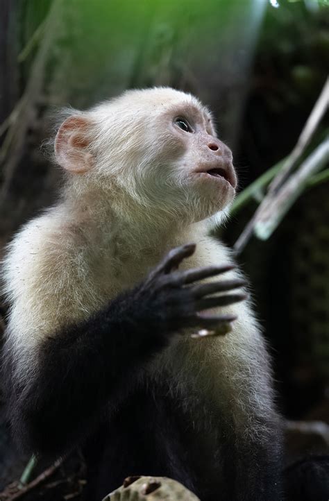 La Faune Du Costa Rica Photographies Dominique Artisla Faune Du Costa