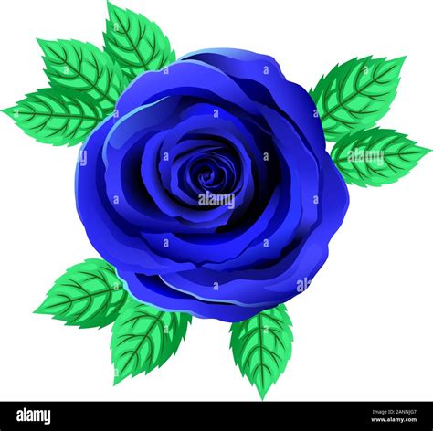 Rose Flower Stock Vector Images Alamy