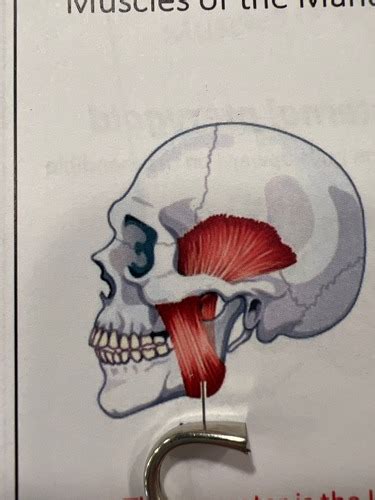 Muscles Of Mandible And Tongue Flashcards Quizlet