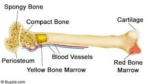 Red marrow that is responsible for producing red blood cells, white blood cells and platelets. Yellow and Red Bone Marrow Periosteum - outer layer ...