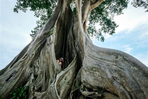 Bayan Ancient Tree In Bali Kayu Putih Giant Tree