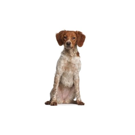 Monitor your puppy's weight, compare it with the average curve and that of other registered dogs, possibly print its weight curve to seek advice from your veterinarian or share it on the forums. Brittany Puppies Michigan - Petland Novi
