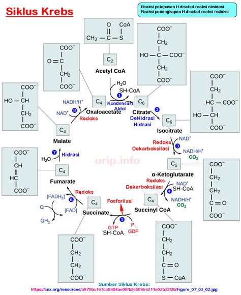 Reaksi Reaksi Pada Siklus Krebs Oksidasi Asam Sitrat Urip Dot Info