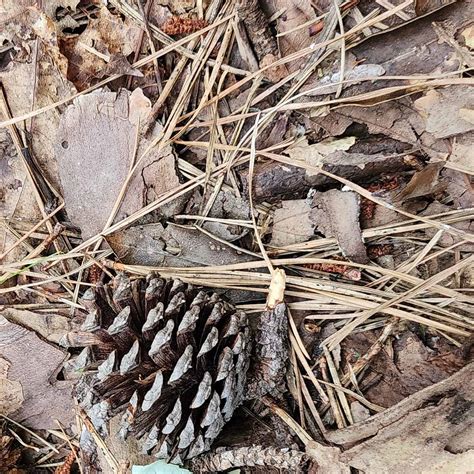 Loblolly Pine Pinus Taeda Cone Western Carolina Botanical Club