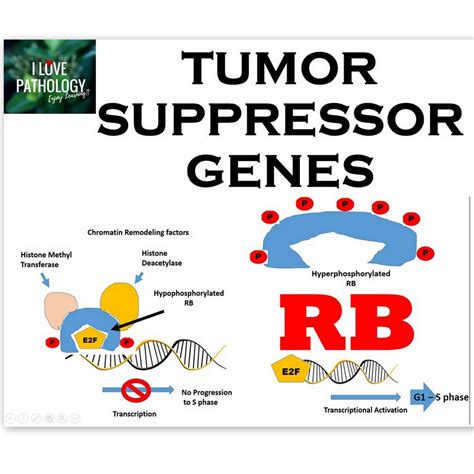 Tumor Suppressor Genes Rb Gene Knudsons Two Hit Hypothesis