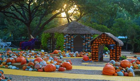 Pumpkin Village Morning Sun Dallas Arboretum Dallas Arboretum And