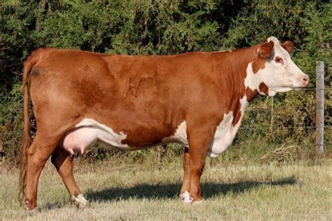 12 Most Popular Beef Cattle Breeds Of The World For Farm Owner Con