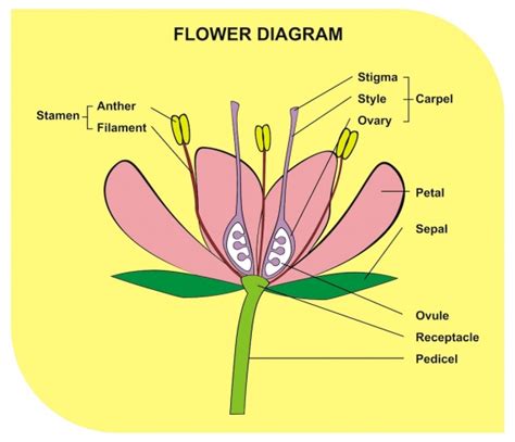 Key Stage 2 Flowers Lesson With Videos And Activities