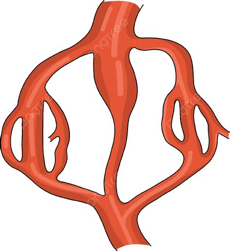 Tronco Arterial De Cardiología E Ilustración Colateral Png