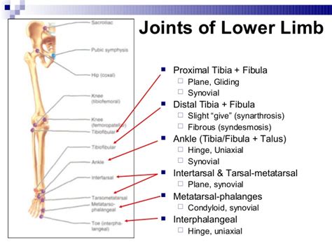 Lower Limb: Bones, Muscles, Joints & Nerves » How To Relief
