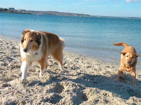 We did not find results for: 13 dog-friendly summer beaches in Maine from York to ...