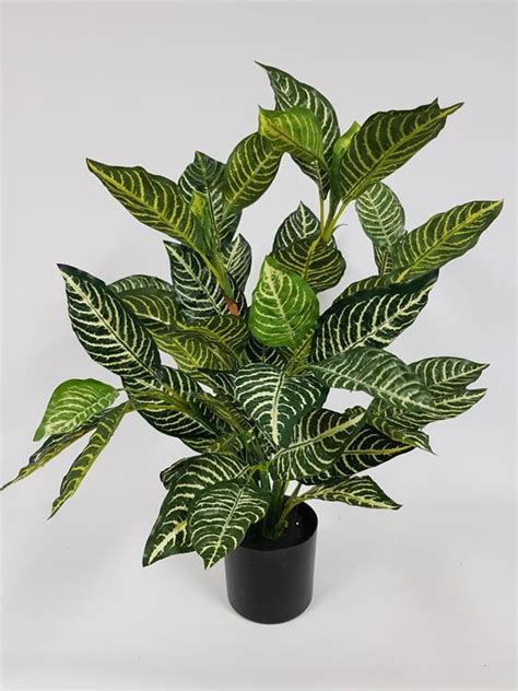It's sometimes named prayer plant when sold at garden stores and its common name (zebra) is also given to the aphelandra squarrosa. Artificial Zebra Plant 61cm - Desflora