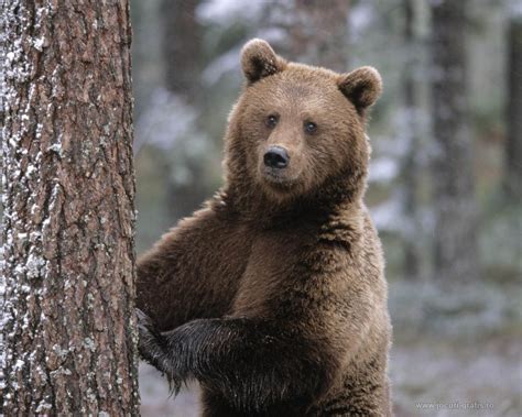 Why Visit Romania Brown Bear