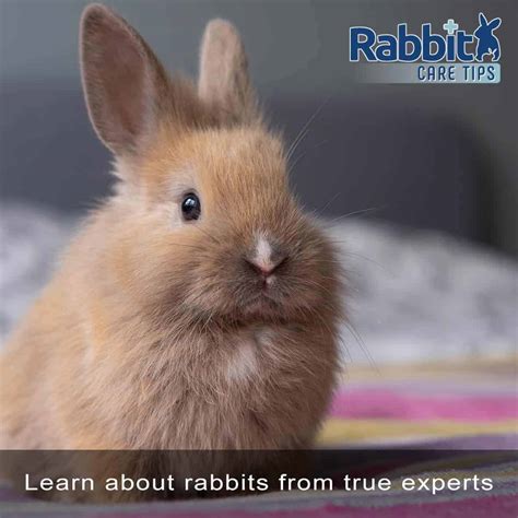 Rabbit Care Tips Keep Your Rabbit Healthy And Safe
