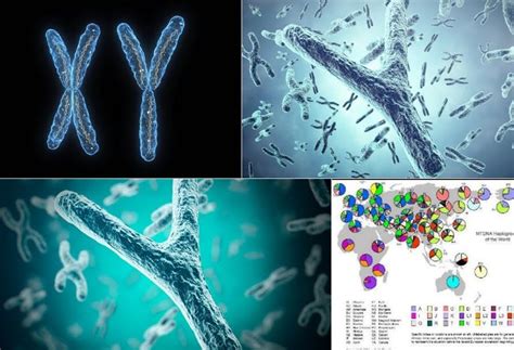 The Male Y Chromosome Can Disappear In Humans