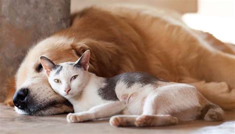 How To Adopt A Dog If You Already Have A Cat Top Dog Tips