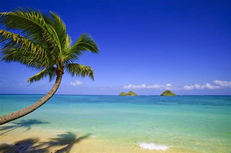 Palm Tree And Ocean Wallpapers Wallpaper Cave