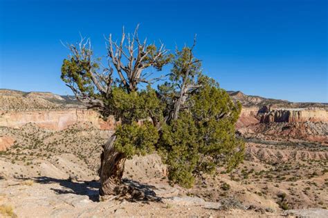 Old Juniper Tree New Mexico Desert Stock Photos Free And Royalty Free